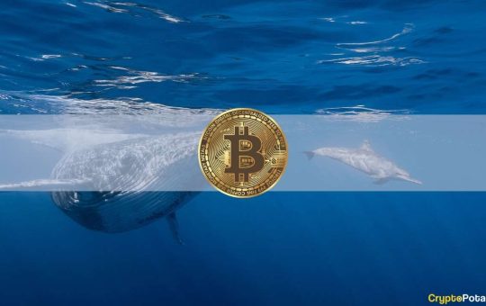 Bitcoin Whales Amassed $2.3 Billion Worth of BTC in 5 Weeks: Data