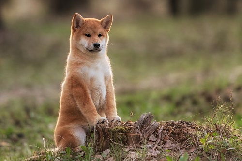 Shiba Inu (SHIB) and Aptos (APT) price outlook