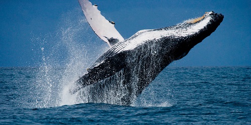 Tellor price surges as whales accumulate TRB